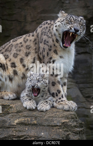 Snow Leopard cub 16 settimane di età con la sua madre, entrambi sbadigli Foto Stock