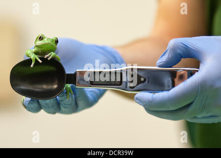 London, Regno Unito - 21 August 2013: un zookeeper pesa e le misure di una scimmia cerosa frog (40g) durante la ZSL London Zoo annuale del peso degli animali-in. Da grande gatti di piccola rane, custodi di trascorrere le ore ogni anno alla registrazione di ogni animale statistiche vitali, permettendo loro di mantenere uno stretto controllo sul loro benessere generale. Credito: Piero Cruciatti/Alamy Live News Foto Stock