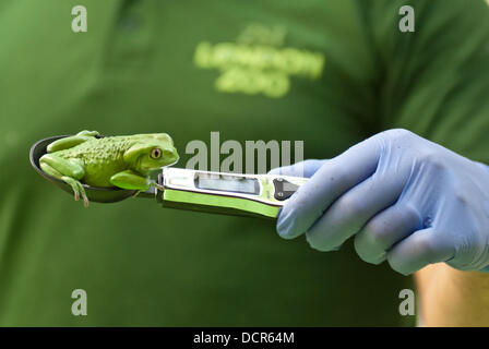 London, Regno Unito - 21 August 2013: un zookeeper pesa e le misure di una scimmia cerosa frog (40g) durante la ZSL London Zoo annuale del peso degli animali-in. Da grande gatti di piccola rane, custodi di trascorrere le ore ogni anno alla registrazione di ogni animale statistiche vitali, permettendo loro di mantenere uno stretto controllo sul loro benessere generale. Credito: Piero Cruciatti/Alamy Live News Foto Stock