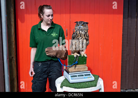 London, Regno Unito - 21 August 2013: zookeeper Helen pesa e misura un gufo reale (1.928 Kg) durante la ZSL London Zoo annuale del peso degli animali-in. Da grande gatti di piccola rane, custodi di trascorrere le ore ogni anno alla registrazione di ogni animale statistiche vitali, permettendo loro di mantenere uno stretto controllo sul loro benessere generale. Credito: Piero Cruciatti/Alamy Live News Foto Stock