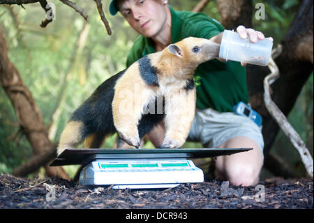 London, Regno Unito - 21 August 2013: zookeeper Marcel Mckinley pesa e le misure di una struttura denominata anteater Tammy durante la ZSL London Zoo annuale del peso degli animali-in. Da grande gatti di piccola rane, custodi di trascorrere le ore ogni anno alla registrazione di ogni animale statistiche vitali, permettendo loro di mantenere uno stretto controllo sul loro benessere generale. Credito: Piero Cruciatti/Alamy Live News Foto Stock