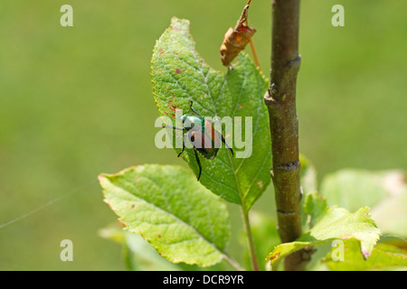 Chiudere la vista di un solitario coleottero giapponese mangiare una piccola mela albero a foglia. Foto Stock