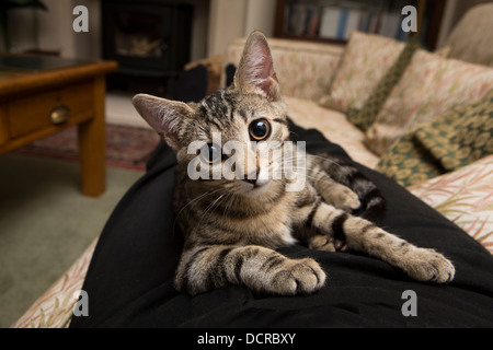 Animali domestici, rilassato giovani tabby kitten sul proprietario per le gambe Foto Stock