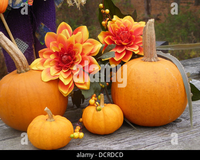 Caduta di festa dei fiori & zucche Foto Stock