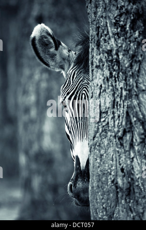 Ritratto di Zebra dietro a un albero Foto Stock