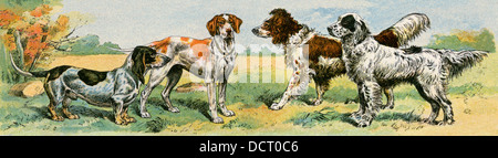 Cane razze: Basset Hound, foxhound, spaniel e setter. Litografia a colori Foto Stock