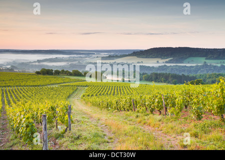 Vigneti vicino a Vezelay in Borgogna durante una nebbiosa alba. Foto Stock