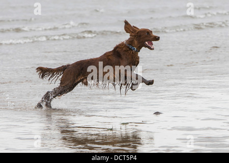 Rosso Irlandese Setter saltando attraverso surf sulla spiaggia in riva al mare a Foto Stock