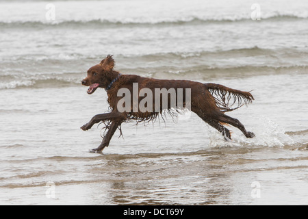 Setter Irlandese in esecuzione attraverso il surf sulla spiaggia Foto Stock