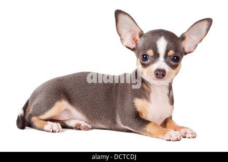 Giovani Chihuahua guardando la telecamera in un colpo alla testa contro uno sfondo bianco Foto Stock