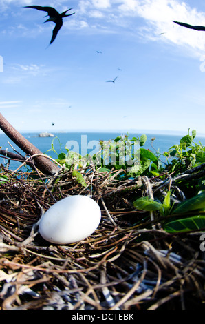 Frigate Bird Nest con un uovo al Alcatrazes isola, North Shore di Sao Paulo, Brasile Foto Stock