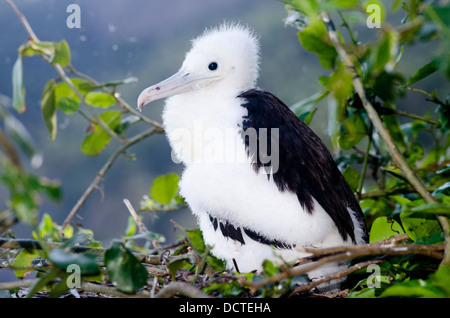 Giovane Frigate Bird a nido nel ALcatrazes isola, North Shore di Sao Paulo, Brasile Foto Stock