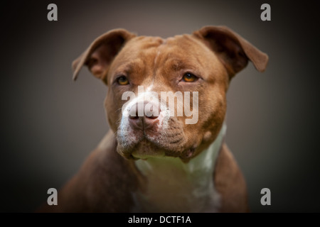 Ritratto in studio di un cane Foto Stock