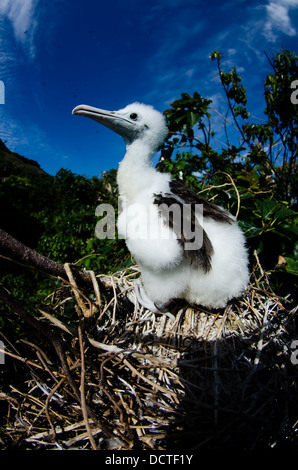 Giovane Frigate Bird a nido nel ALcatrazes isola, North Shore di Sao Paulo, Brasile Foto Stock