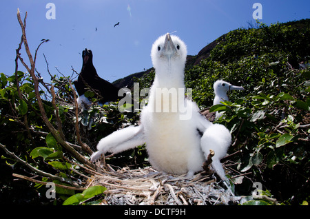 Giovane Frigate Bird a nido nel ALcatrazes isola, North Shore di Sao Paulo, Brasile Foto Stock