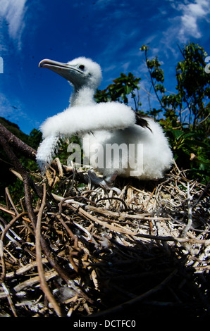 Giovane Frigate Bird a nido nel ALcatrazes isola, North Shore di Sao Paulo, Brasile Foto Stock