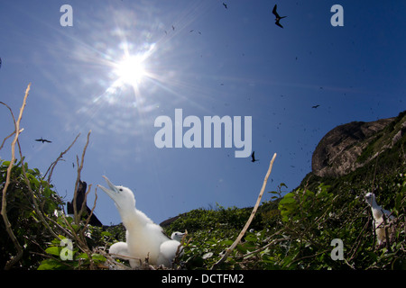 Giovane Frigate Bird a nido nel ALcatrazes isola, North Shore di Sao Paulo, Brasile Foto Stock