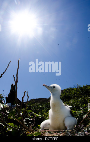 Giovane Frigate Bird a nido nel ALcatrazes isola, North Shore di Sao Paulo, Brasile Foto Stock