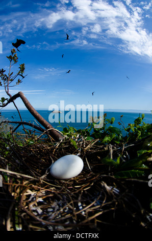 Frigate Bird Nest con un uovo al Alcatrazes isola, North Shore di Sao Paulo, Brasile Foto Stock