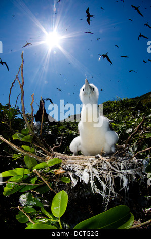 Giovane Frigate Bird a nido nel ALcatrazes isola, North Shore di Sao Paulo, Brasile Foto Stock