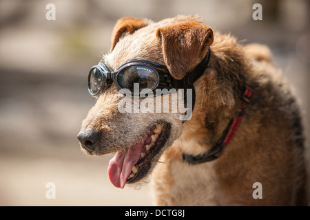 Patterdale terrier cane indossando occhiali protettivi Foto Stock