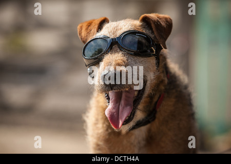 Patterdale terrier cane indossando occhiali protettivi Foto Stock