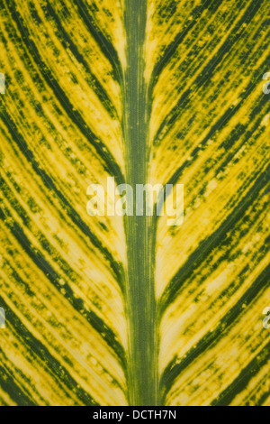 Canna lily leaf pattern. Foto Stock