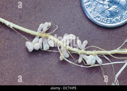 Simbiotico noduli root su alfalfa. Foto Stock