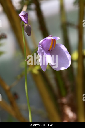 Bladderwort Fiore, Utricularia reniformis, Lentibulariaceae. Il Brasile, Sud America. Foto Stock