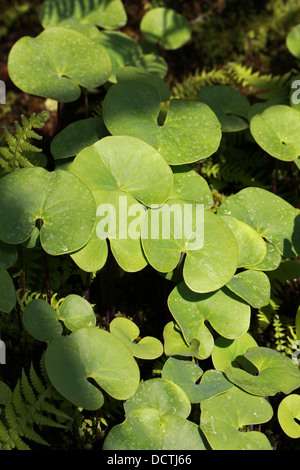 Bladderwort foglie, Utricularia reniformis, Lentibulariaceae. Il Brasile, Sud America. Foto Stock