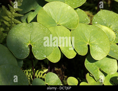 Bladderwort foglie, Utricularia reniformis, Lentibulariaceae. Il Brasile, Sud America. Foto Stock