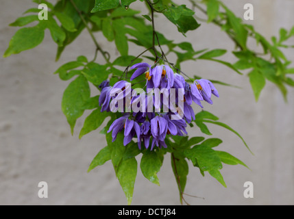 Il brasiliano Nightshade, Solanum seaforthianum, solanacee. Sud America. Foto Stock