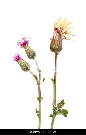 Creeping thistle, Cirsium arvense, fiori e seme head isolata contro bianco Foto Stock