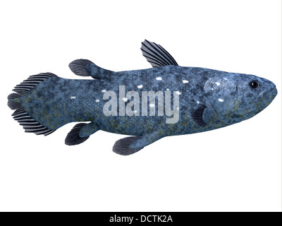 L'esemplare di Coelacanthus pesce è stato creduto per essere estinto ma sono state scoperte nel 1938 di essere ancora in vita. Foto Stock