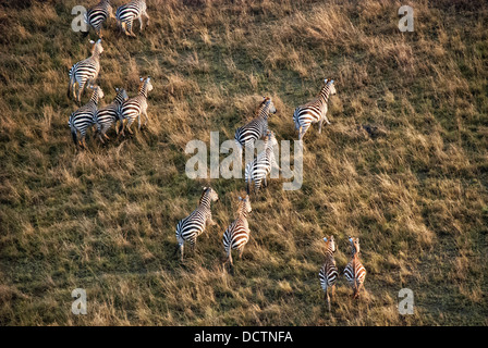 Vista aerea di una mandria o dazzle di Burchell's zebre, Equus quagga, il Masai Mara riserva nazionale, Kenya, Africa Foto Stock