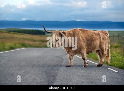 Una mucca Highland attraversare una strada sull'Isola di Skye in Scozia, Regno Unito Foto Stock