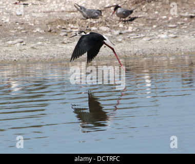Close-up di un foraggio Black-winged Stilt (Himantopus himantopus) lo sbarco in acqua Foto Stock