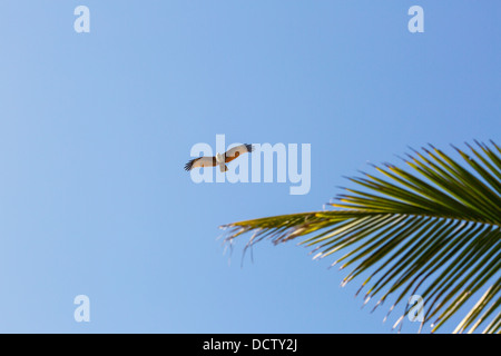 Eagle caccia sulle rive dell'Oceano Indiano Foto Stock