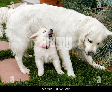 Anni di color platino Golden Retriever e cucciolo (8 settimane) giocando fuori sul prato. Foto Stock