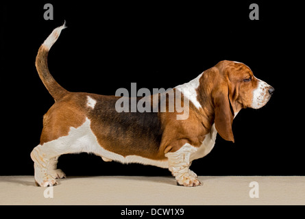 Close-up di un tri-colorato Basset Hound ansimando Foto Stock