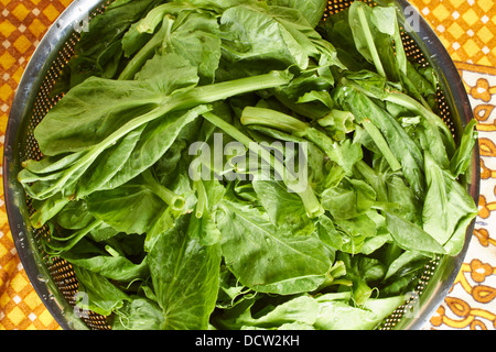 Germogli di piselli, un classico vegetale cinese Foto Stock