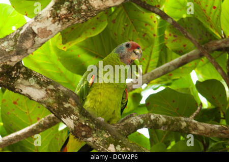 Red-tailed amazon (Amazona brasiliensis), red-tailed parrot, endemico del sud-est Stati brasiliani di São Paulo e Paraná. Foto Stock