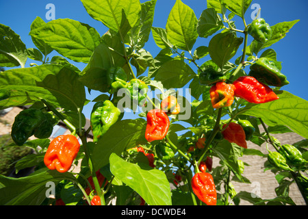 Estremamente caldo spagnolo Naga Peperoncino (Capsicum chinense), Aka peperoncini di Gibilterra, maturazione in sun. Regno Unito, 2013. Foto Stock