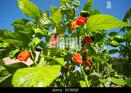 Estremamente caldo spagnolo Naga Peperoncino (Capsicum chinense), Aka peperoncini di Gibilterra, maturazione in sun. Regno Unito, 2013. Foto Stock