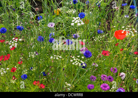 Wild Flower Garden, Regno Unito Foto Stock