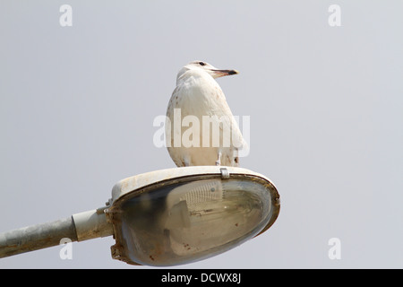 Larus argentatus permanente sulla cima di un palo elettrico Foto Stock