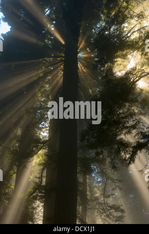 Raggi di luce del sole che filtra attraverso le nubi in una foresta di Redwood creazione di luce insolita canali e riflessioni Foto Stock