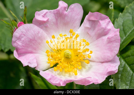 Rosa canina Foto Stock