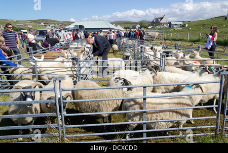 Pecore in penne a Carloway Scuola primaria 2013 Mostra agricola isola di Lewis in Scozia UK Foto Stock