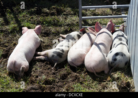 I suinetti di Carloway Scuola primaria 2013 Mostra agricola isola di Lewis in Scozia UK Foto Stock